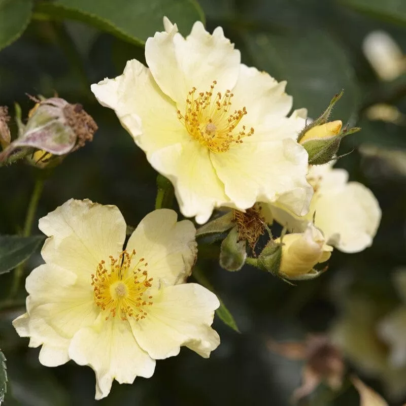 ‘Vanilla’ Ground Cover Rose|Plant in a 4.5L Pot