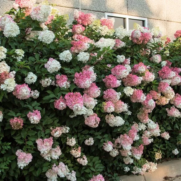 Vanilla Strawberry™ Panicle Hydrangea