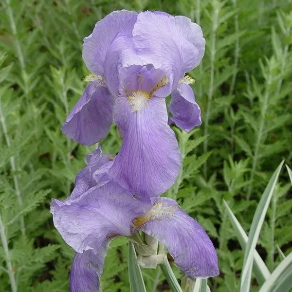 Variegata Japanese Iris