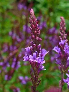 Verbena hastata (Blue Vervain) - Seed MG
