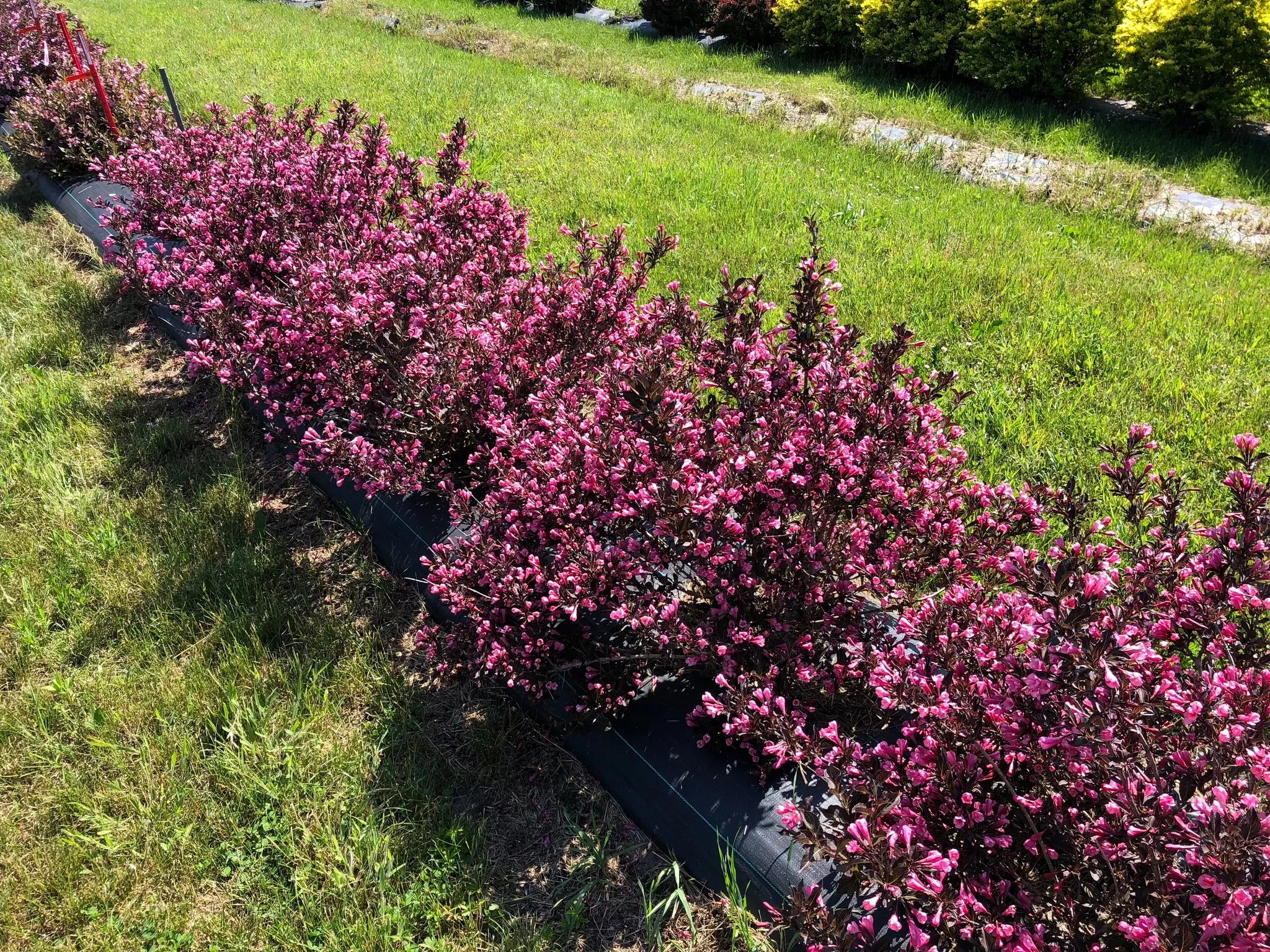 Very Fine Wine Weigela