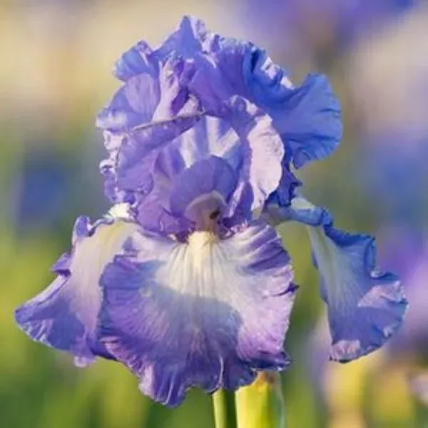 Victoria Falls Bearded Iris