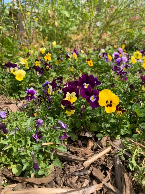 Viola 'Rhythm Mix' (Viola) - Seed RS