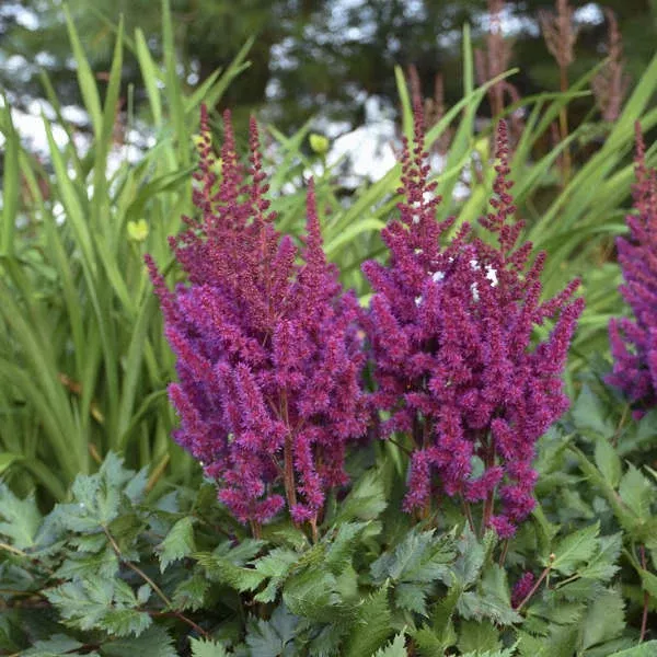 Vision in Red Astilbe