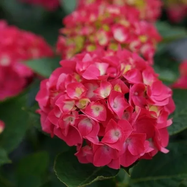 Wee Bit Giddy Bigleaf Hydrangea