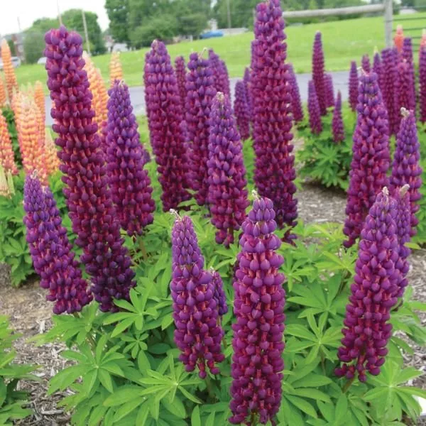 Westcountry™ Masterpiece Lupine