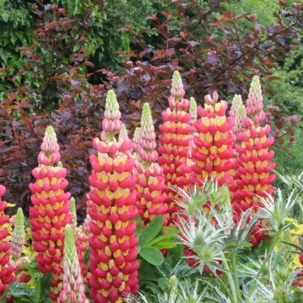 Westcountry™ Tequila Flame Lupine
