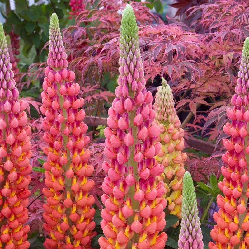 Westcountry™ Terracotta Lupine