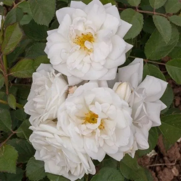 Whipped Cream™ Floribunda Rose
