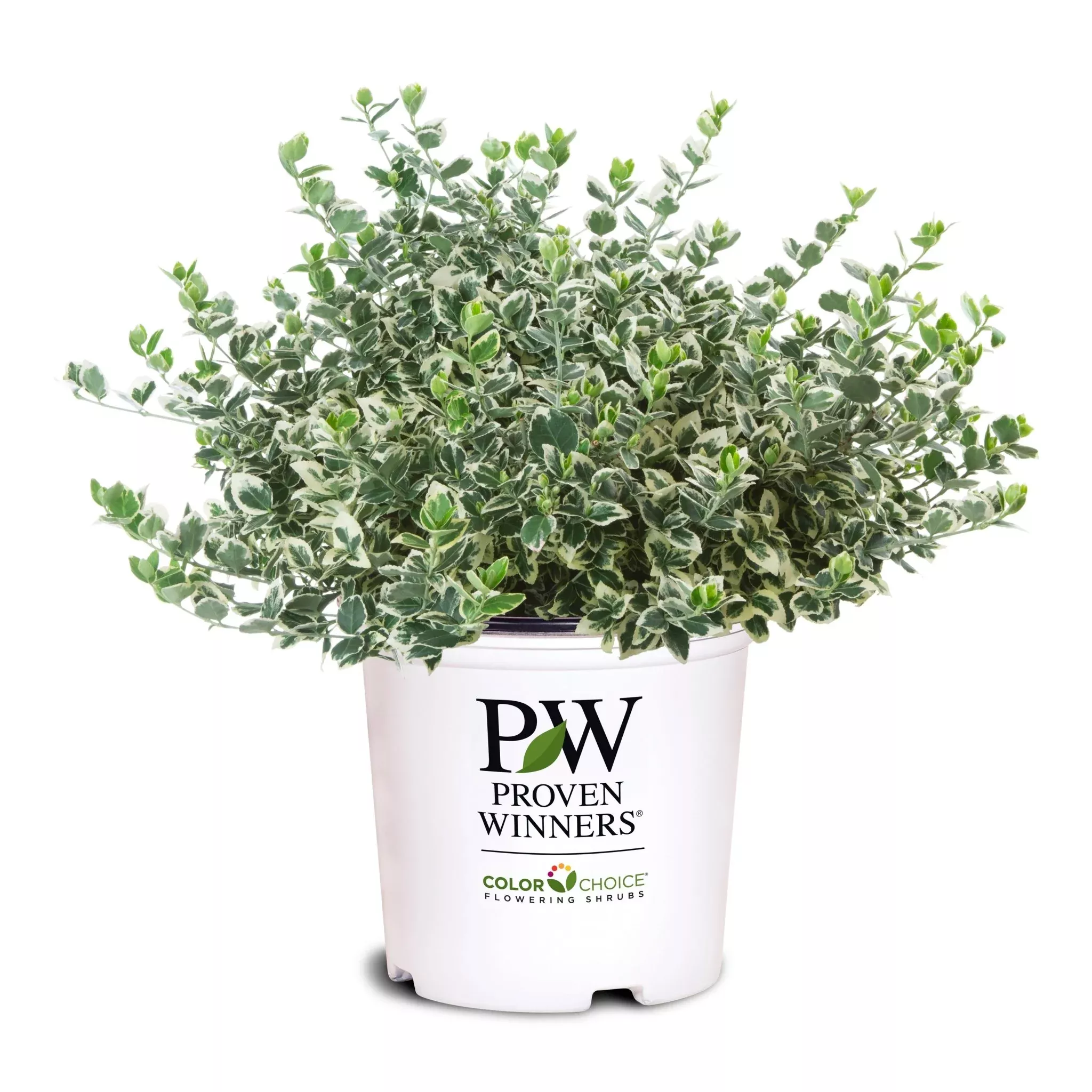 White Album Wintercreeper Euonymus