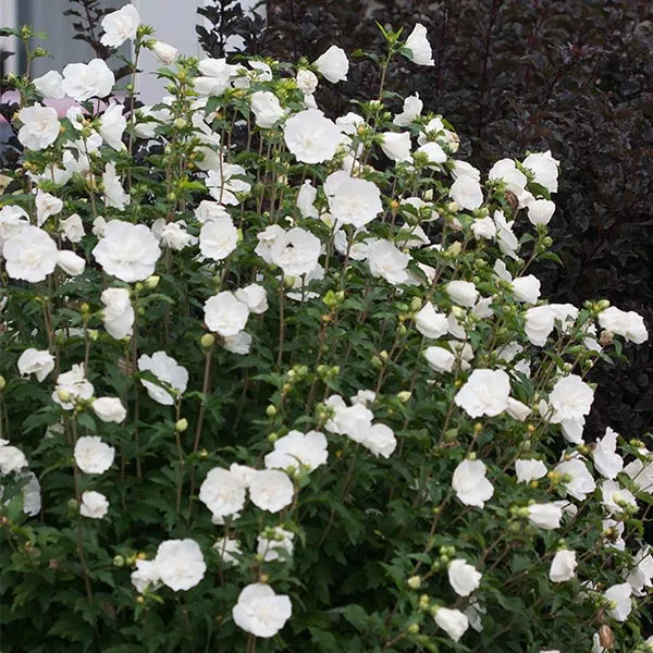 White Chiffon Rose of Sharon Shrub