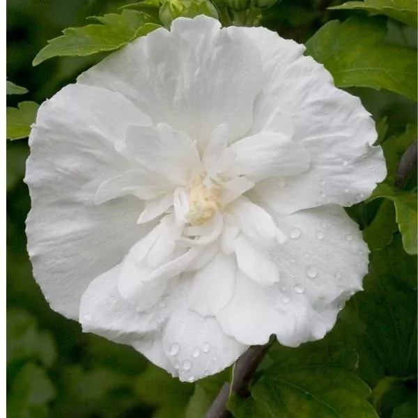 White Chiffon Rose of Sharon Tree Form