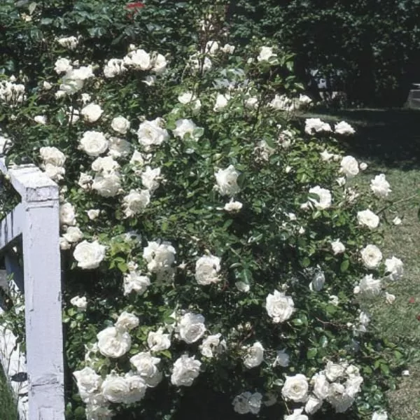 White Dawn Climbing Rose