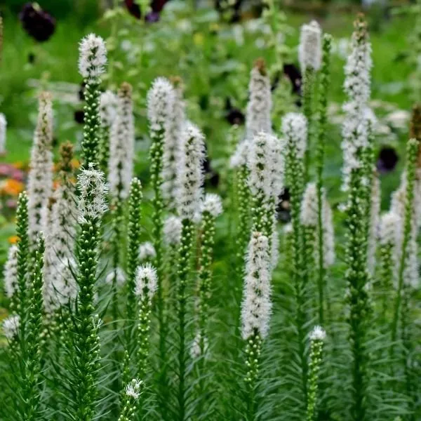 White Gayfeather