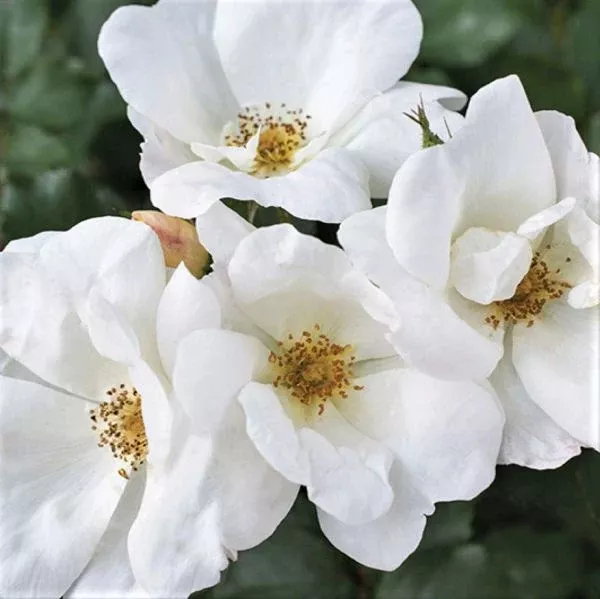 White Knock Out Shrub Rose