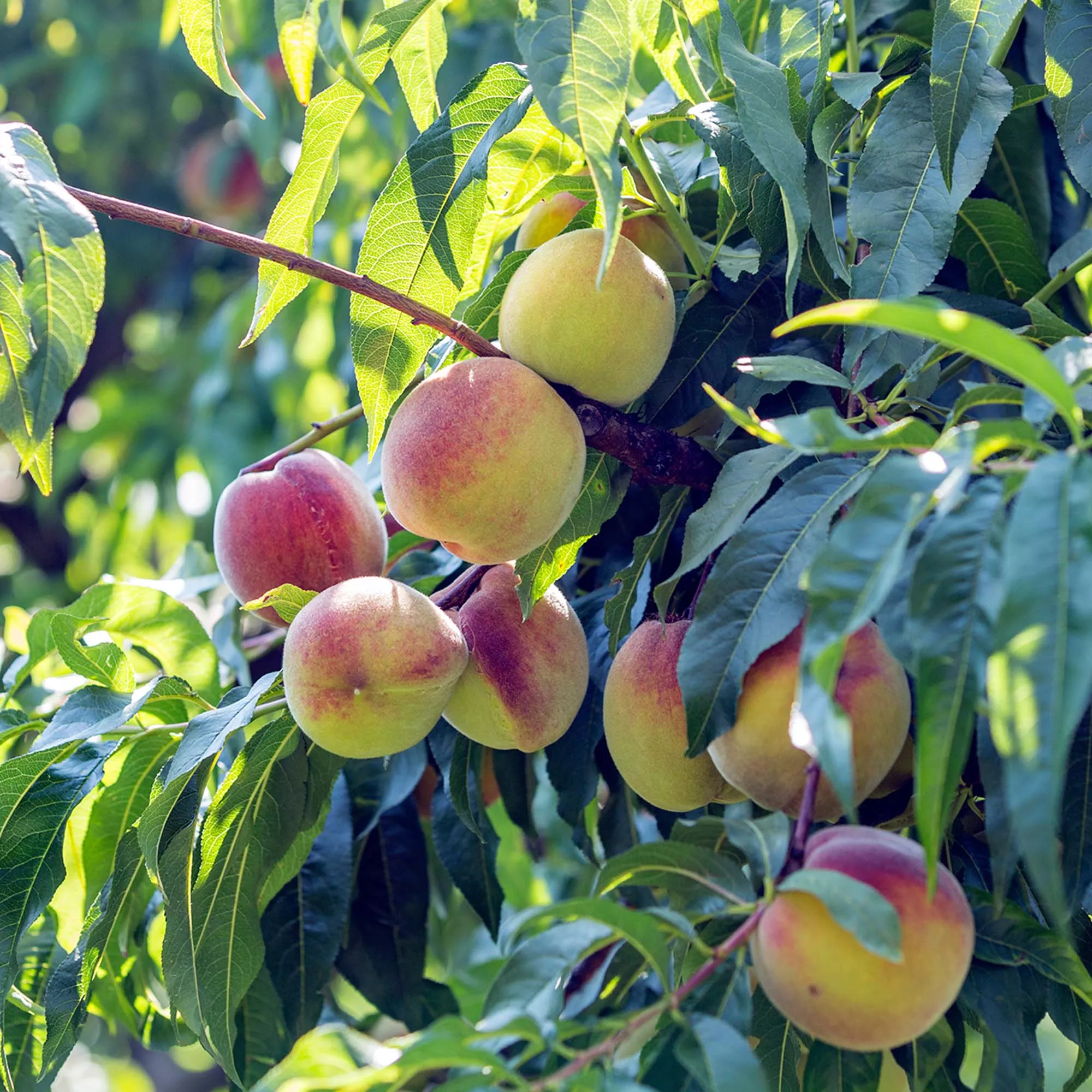 White Lady Peach Tree