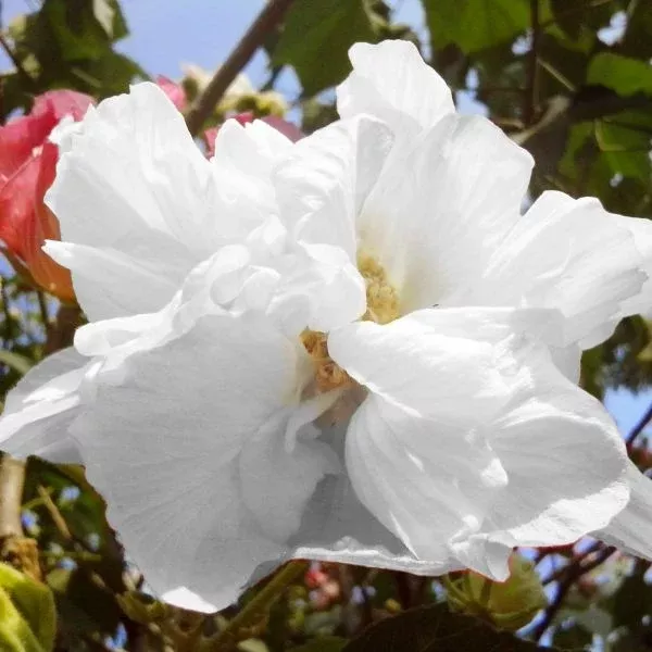 White Pillar Rose of Sharon