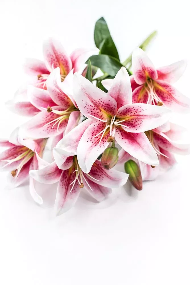 White And Pink Lily Bush