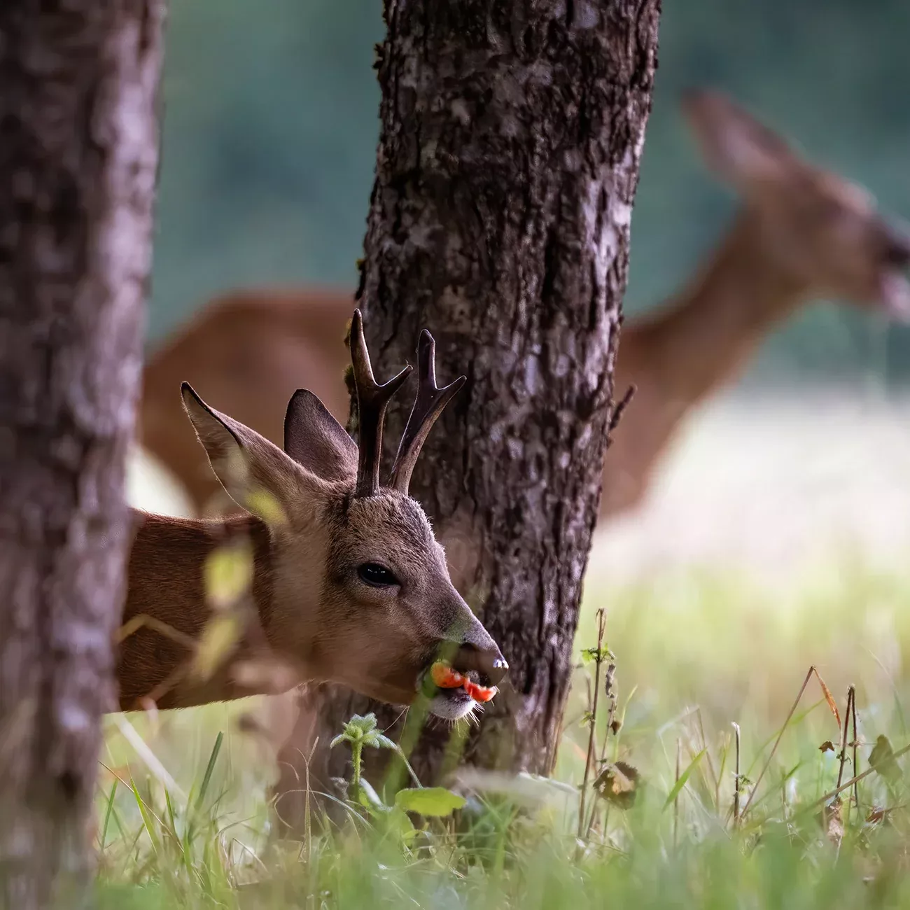 Whitetail Soft Mast Tree Variety Pack
