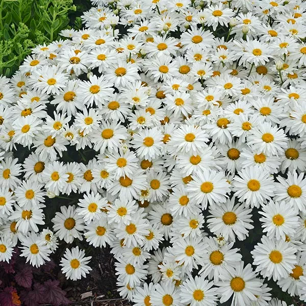 Whoops - A - Daisy Shasta Daisy