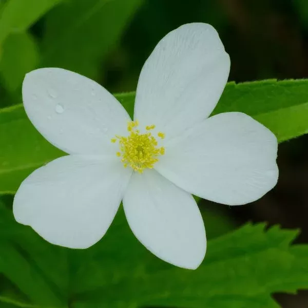 Windflower