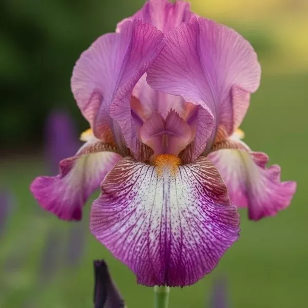 Wine Festival Bearded Iris