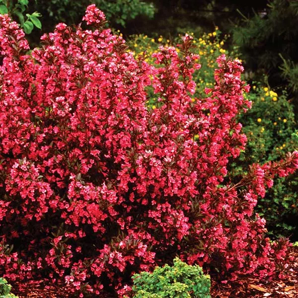 Wine & Roses Weigela