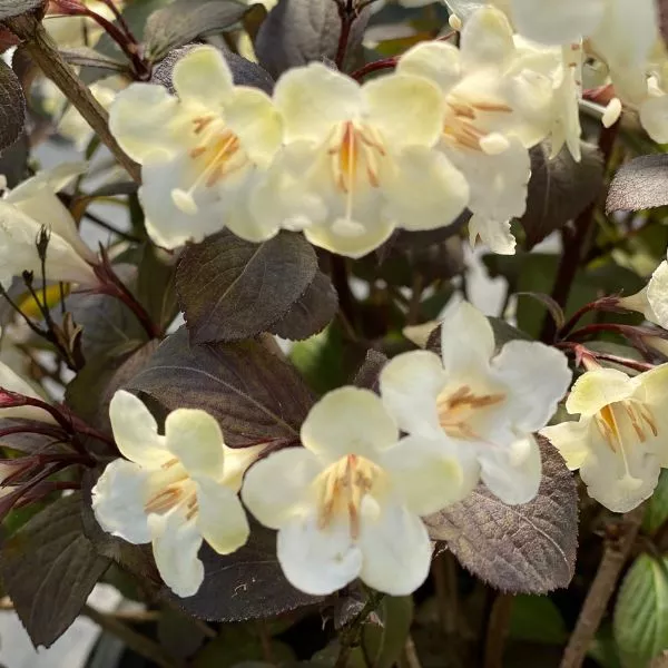 Wine & Spirits Weigela