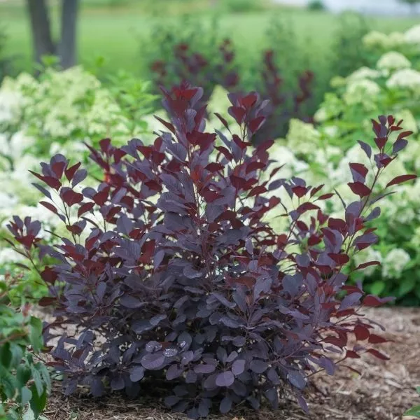 Winecraft Black Smokebush