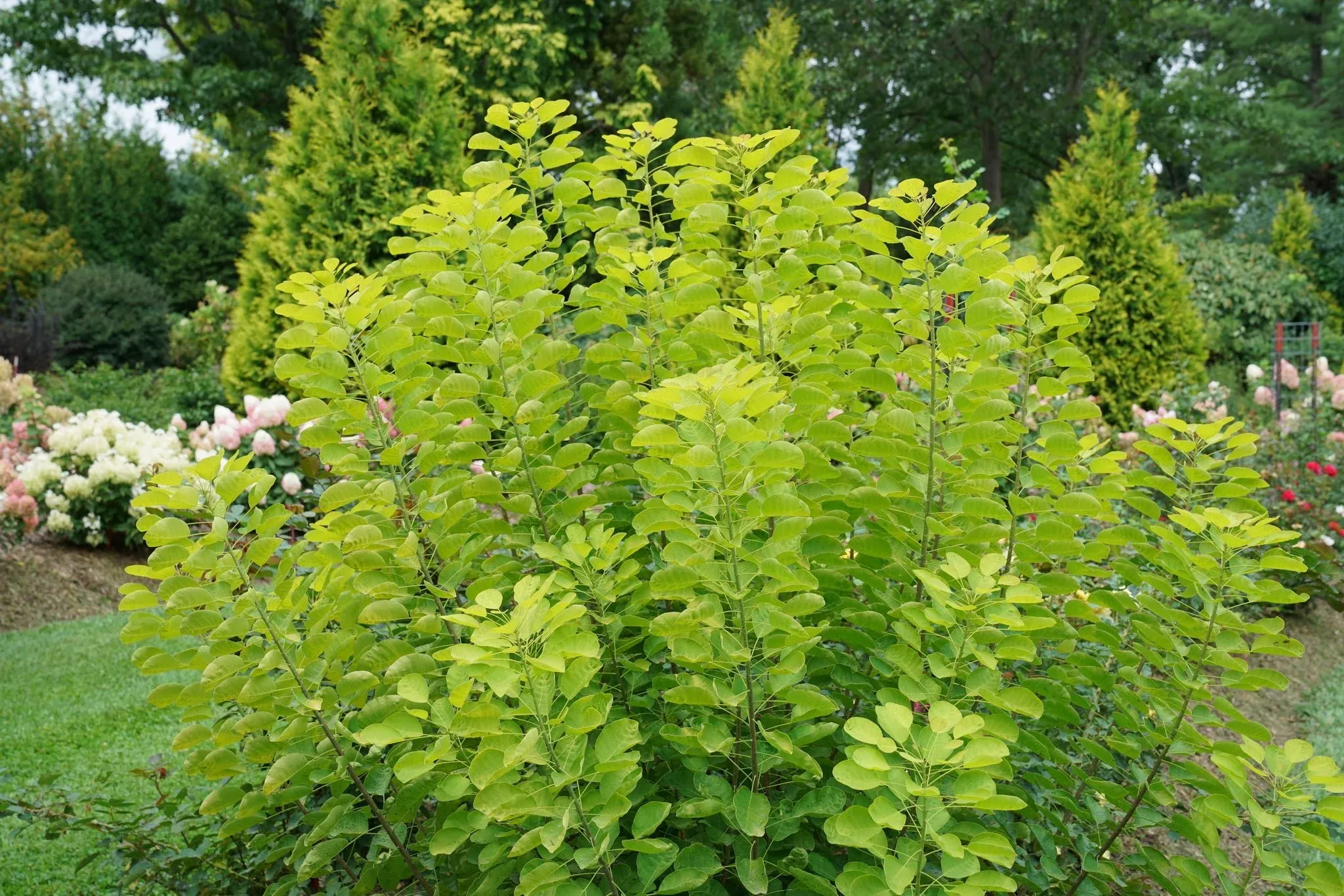 Winecraft Gold Smokebush