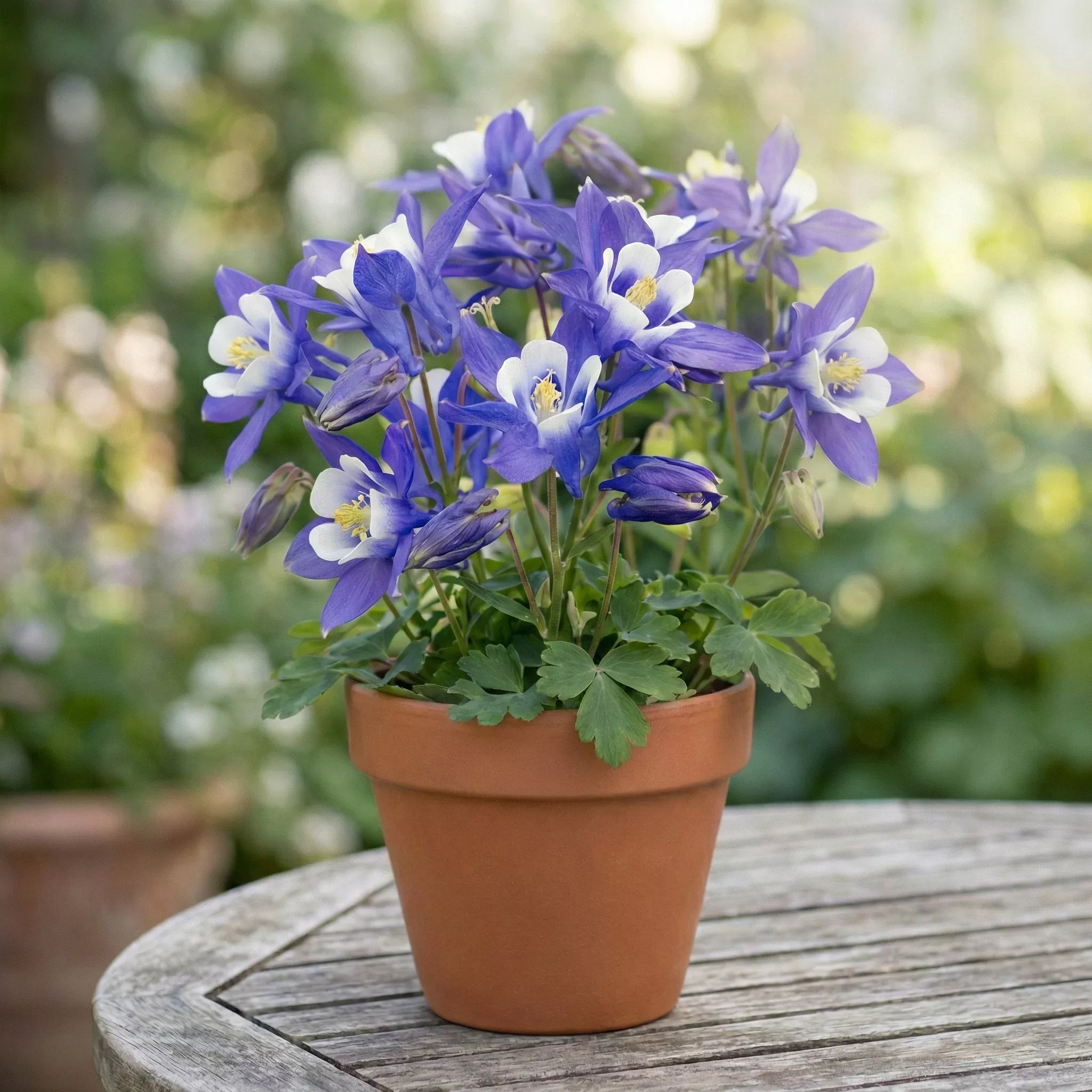 Winky Blue & White Columbine