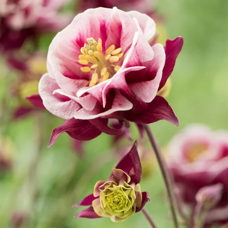Winky Double Red & White Columbine