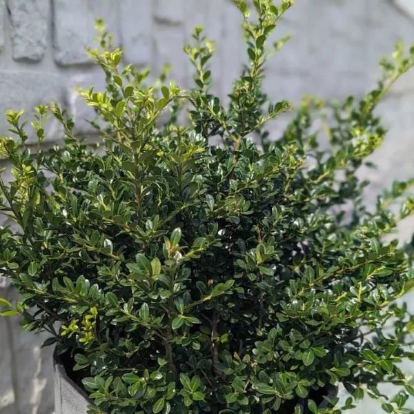 Winterscape Chilly Willy™ Japanese Holly