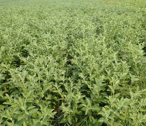 Withania somnifera (Ashwagandha) - Seed MG