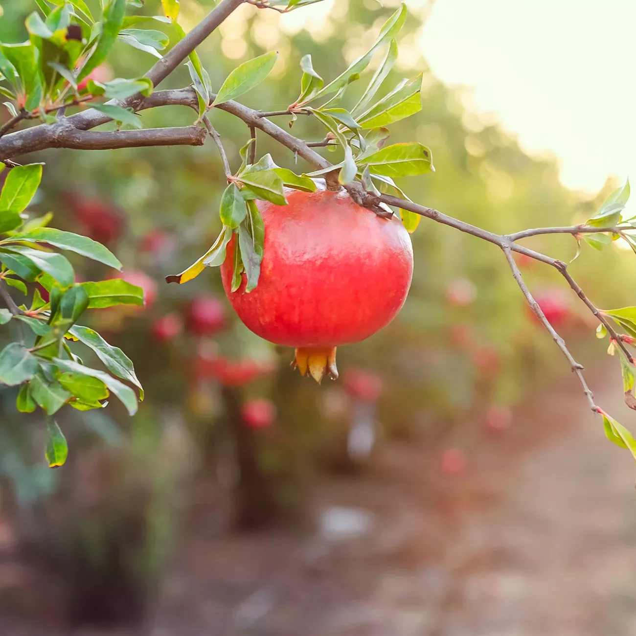 Wonderful Pomegranate Tree