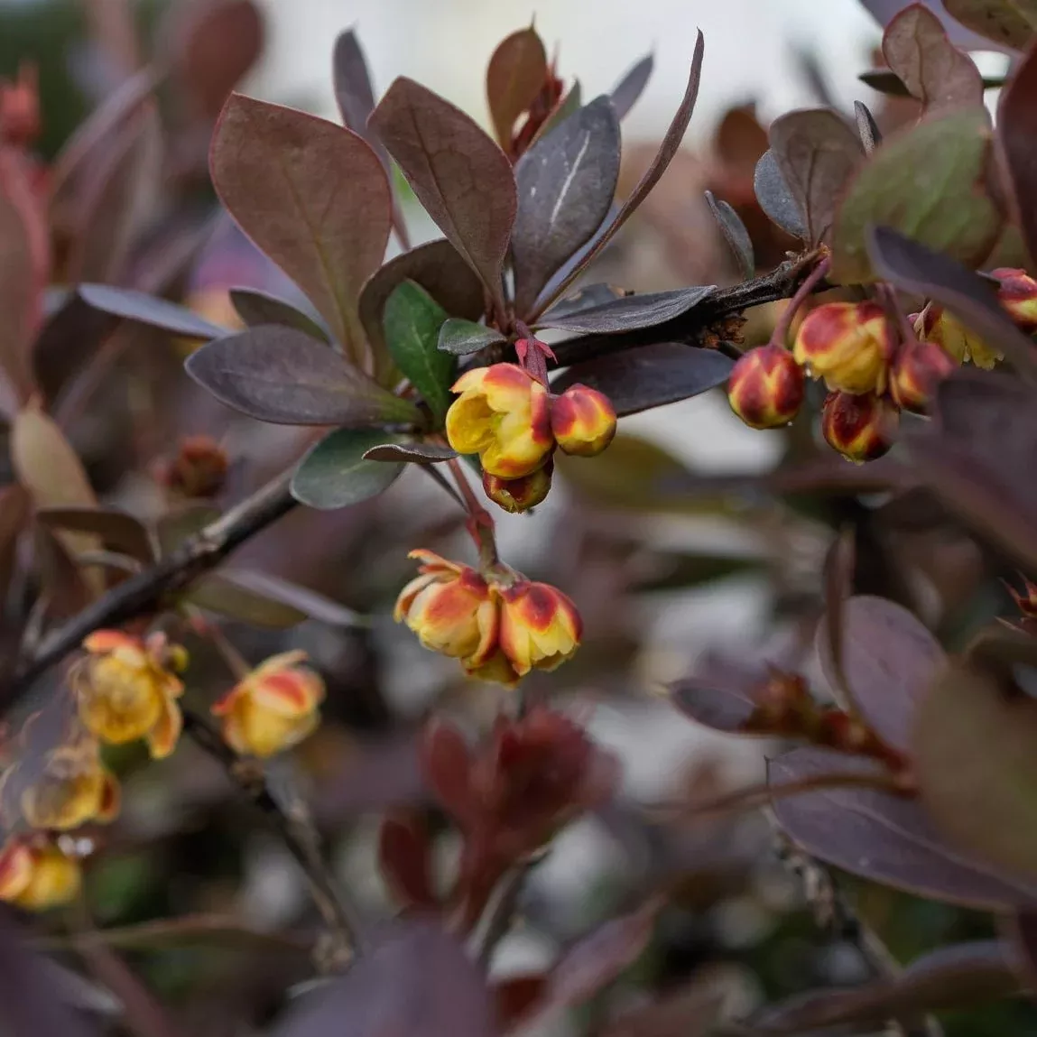 WorryFree Crimson Cutie Barberry