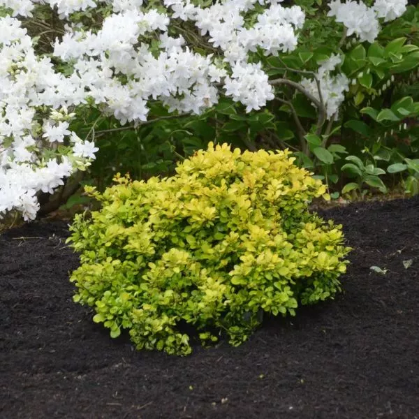 WorryFree Lemon Glow Barberry
