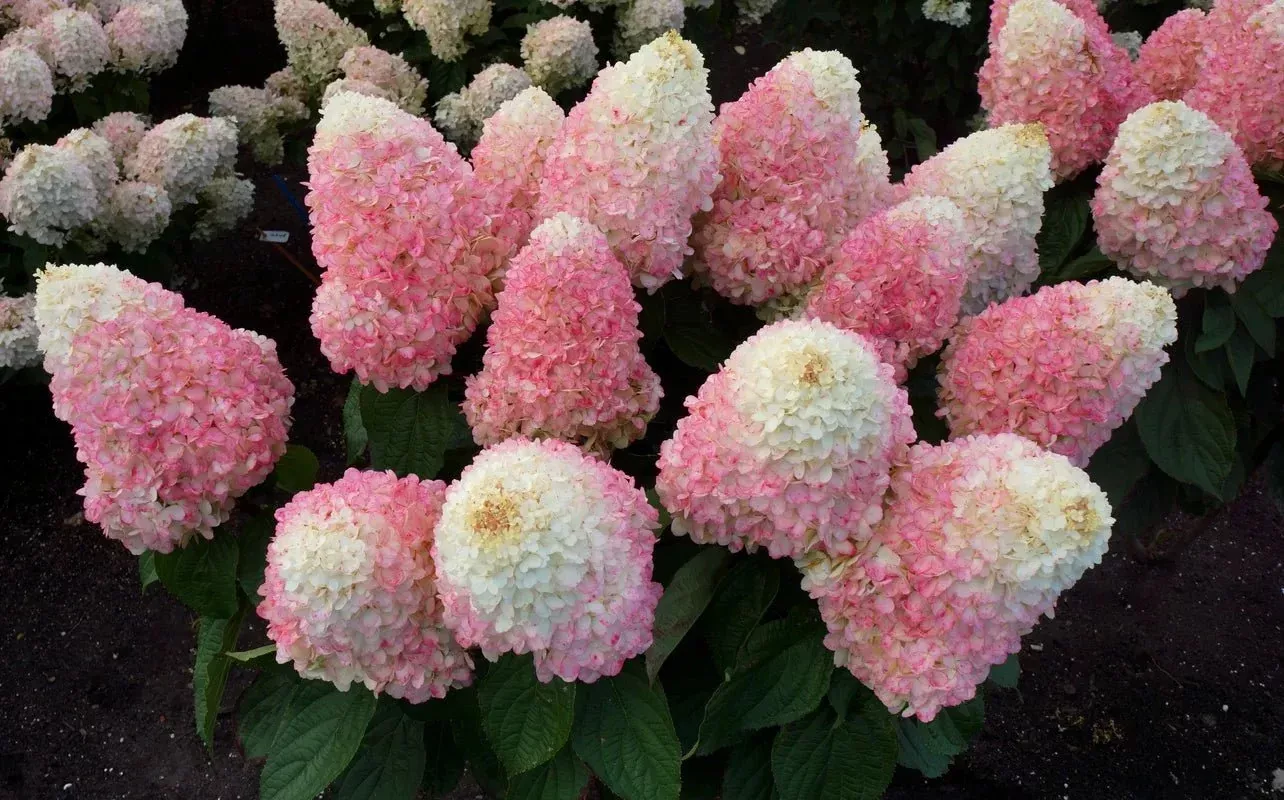 WorryFree Love-A-Lot™ Pink Hydrangea