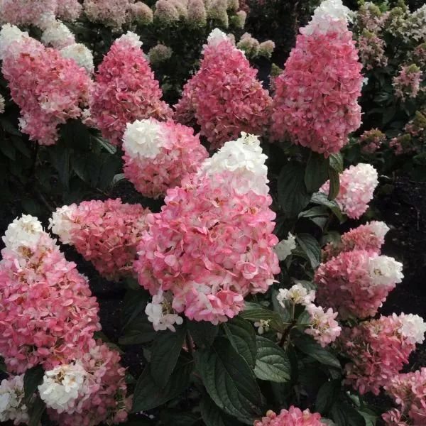 WorryFree Ruby Snow Panicle Hydrangea
