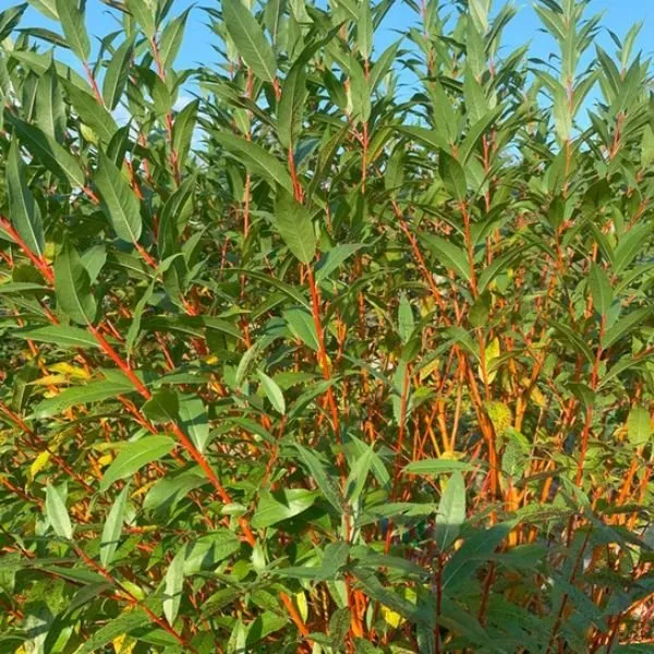 WorryFree Winter Torch Willow