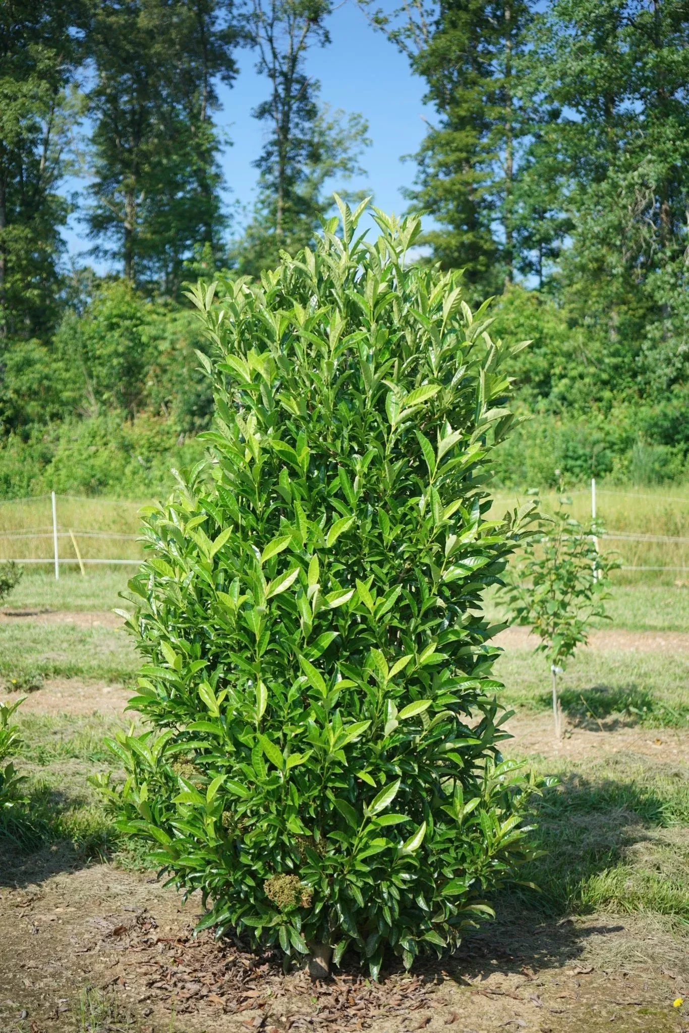 Yardline Viburnum