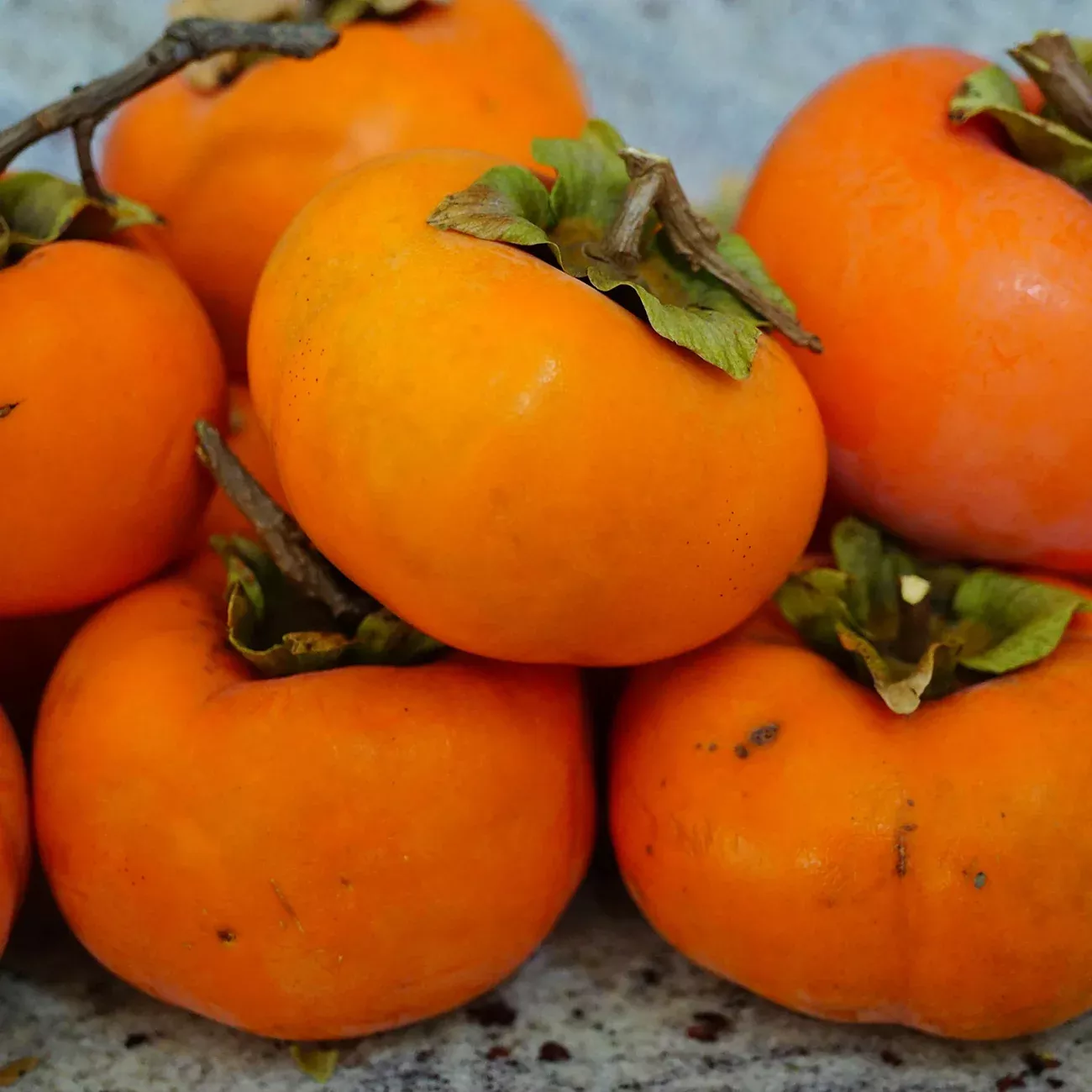 Yates Persimmon Tree