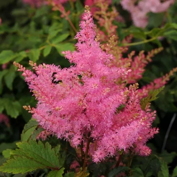 Younique™ Pink Astilbe