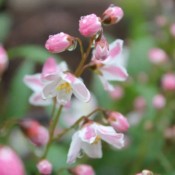 Yuki Cherry Blossom Deutzia