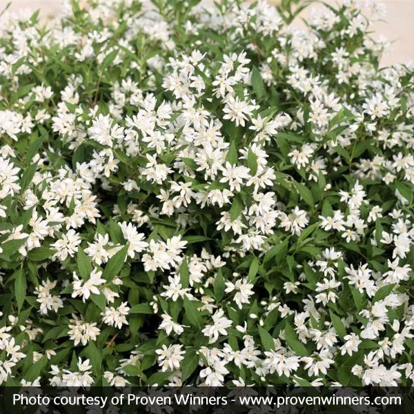 Yuki Snowflake Deutzia