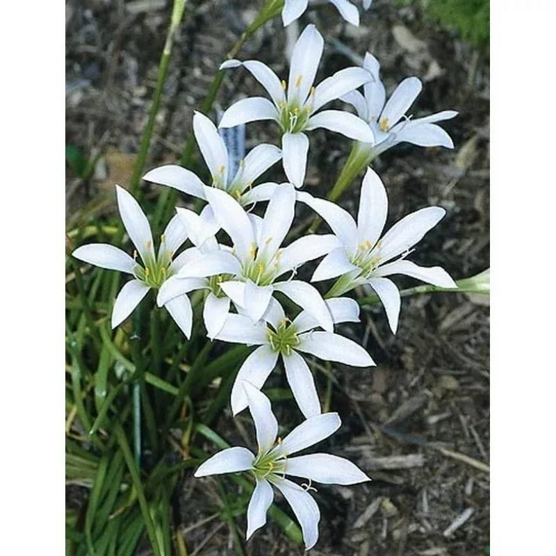 Zephyranthes atamasca