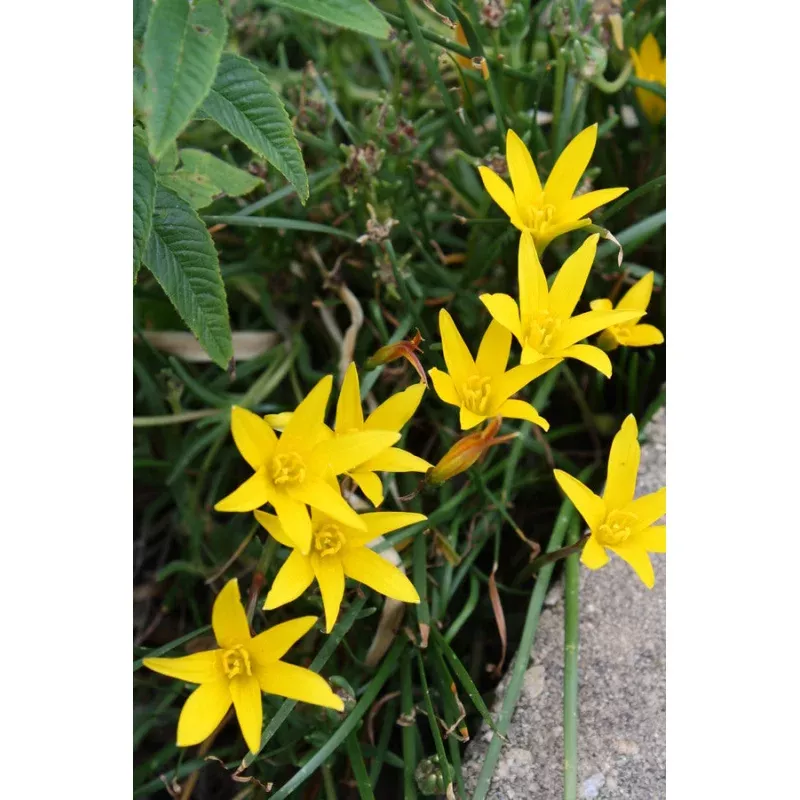 Zephyranthes flavissima