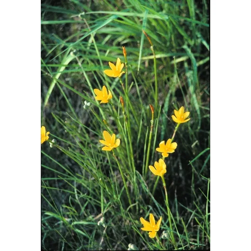 Zephyranthes jonesii coll A1T038