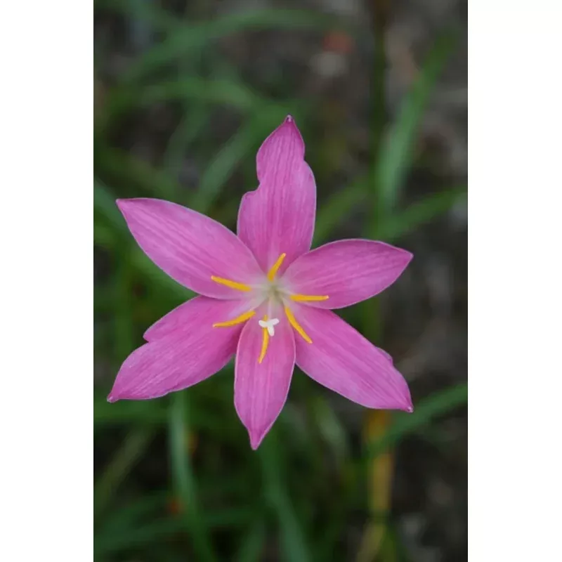Zephyranthes macrosiphon