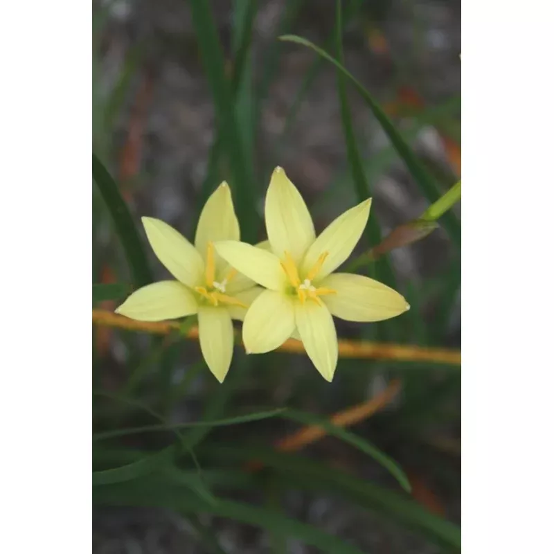 Zephyranthes primulina